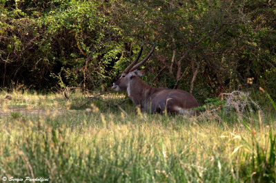 Murchison Falls Park