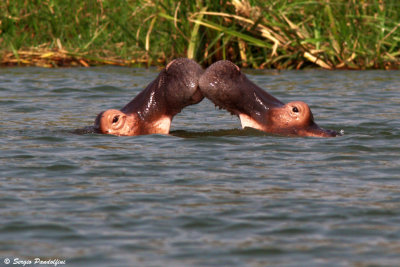 Queen Elisabeth National Park - Kazinga Channel