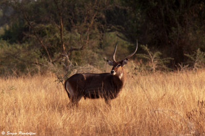 Queen Elisabeth National Park - Mweya