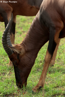 Queen Elisabeth National Park - Kasenyi