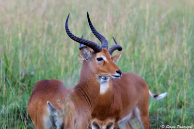 Murchison Falls Park