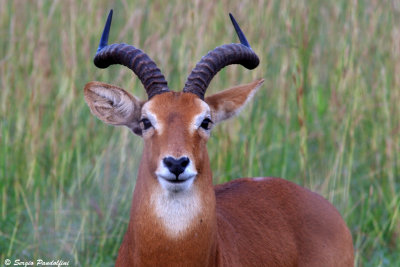 Other Uganda Wildlife