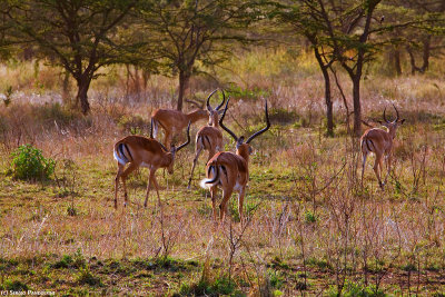 Serengeti Lobo