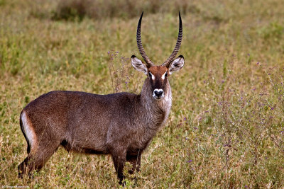 Serengeti Seronera