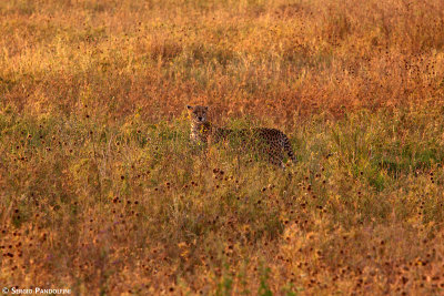 Serengeti Seronera