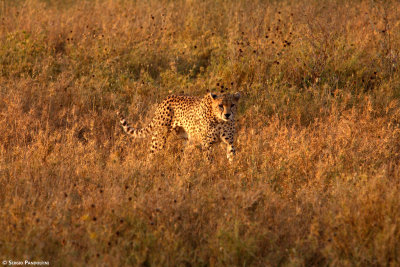 Serengeti Seronera