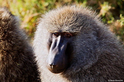 Serengeti Seronera