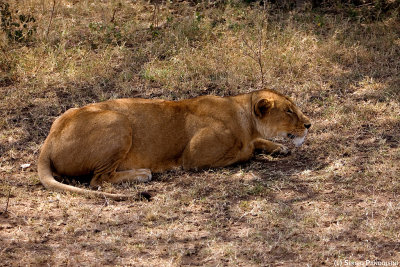 Serengeti Seronera