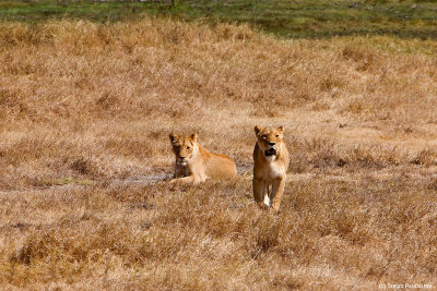 Ngorongoro Park