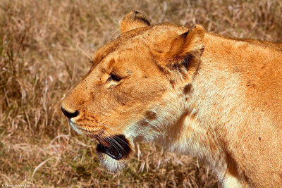 Ngorongoro Park