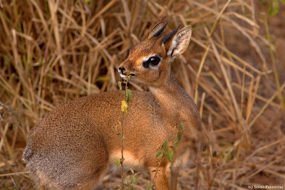 Tarangire Park