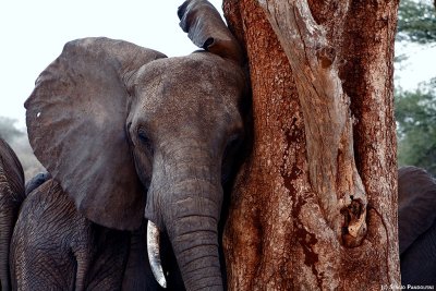 Tarangire Park