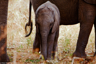 Tarangire Park