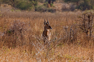 Tarangire Park