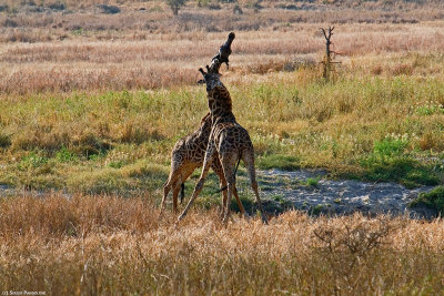 Tarangire Park