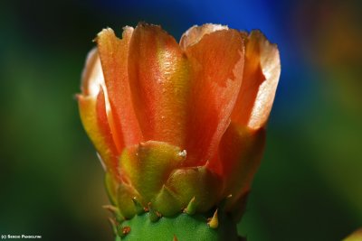 Fiore di cactus