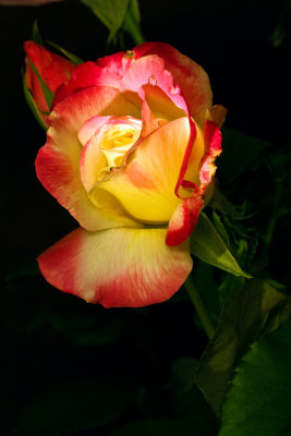 _MG_5766 RoseGlow.jpg