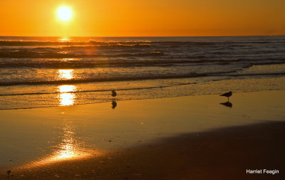 TwoBirdsOnSeaShore.jpg