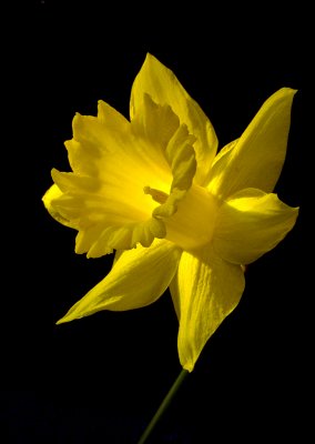 DaffodilGlow 4.jpg