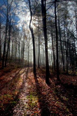 IMG_0746 Light In The Forrest HDR 1.jpg