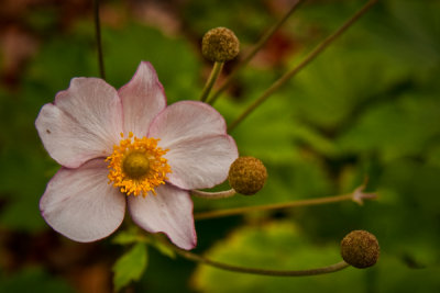 _MG_5634 as Acadia Flower.jpg