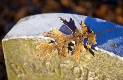 _MG_7796.jpg
