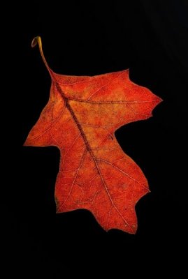 _MG_3383 vertical red leaf.jpg
