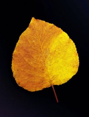_MG_3380 yellow leaf.jpg