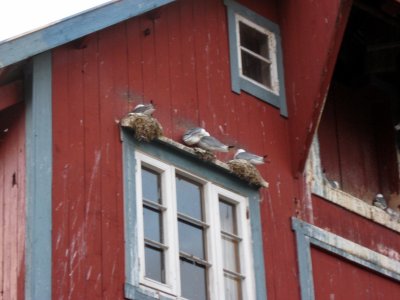 Sea Gulls at  Lofoten