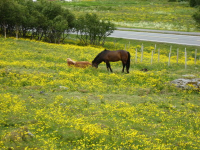 Horses in Lofoten