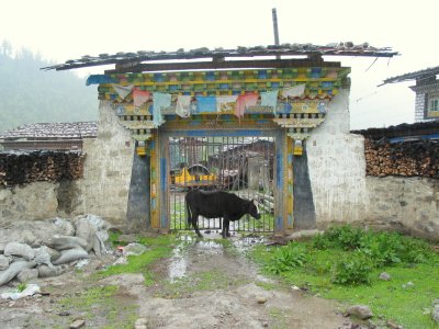 Cow in Nyingchi Village