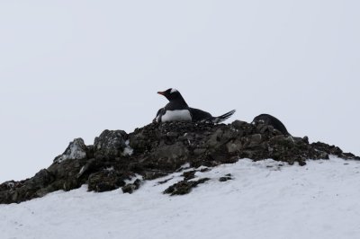 Antarctica 0001 Aitcho Island.jpg
