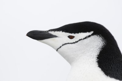 Antarctica 0007 Aitcho Island.jpg