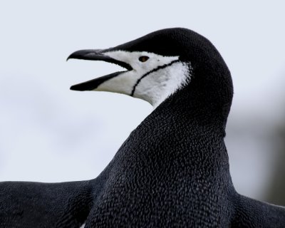 Antarctica 0012 Aitcho Island.jpg
