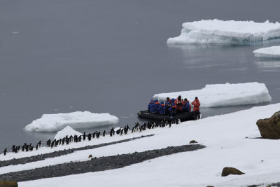 Antarctica 0037 Brown Bluff.jpg