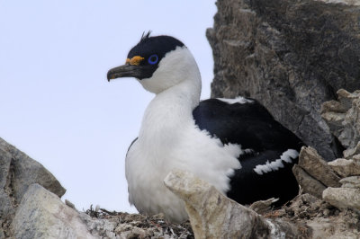 Antarctica 0080 Paulet Island.jpg