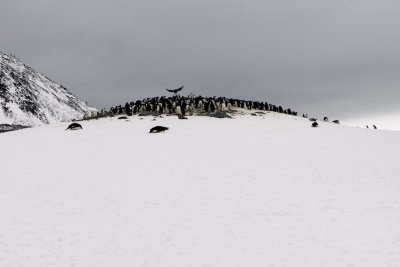 Antarctica 0084 Paulet Island.jpg