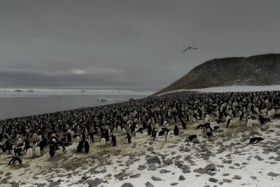 Antarctica 0085 Paulet Island.jpg
