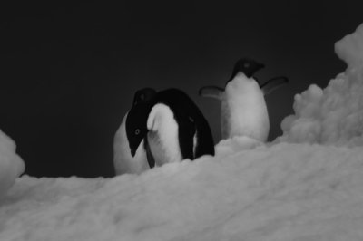 Antarctica 0099 Late Zodiac Cruise.jpg