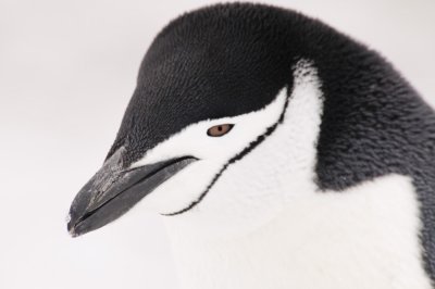 Antarctica 0105 Baily Head.jpg