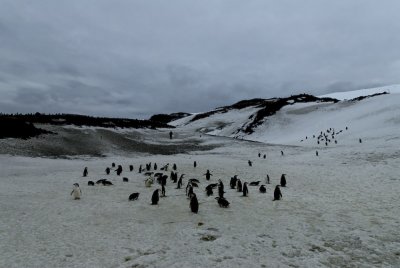 Antarctica 0109 Baily Head.jpg