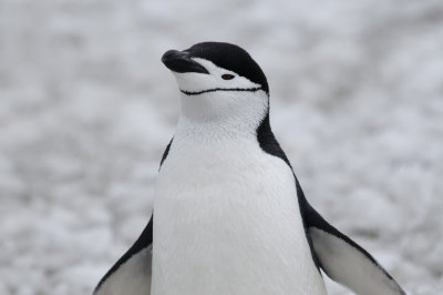 Antarctica 0114 Baily Head.jpg