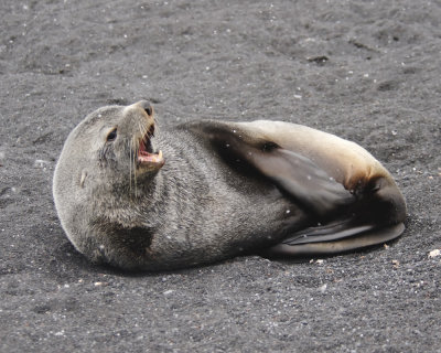 Antarctica 0120 Baily Head.jpg