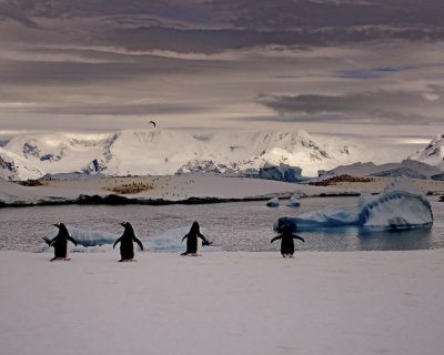 Antarctica 0170 Useful Islands.jpg