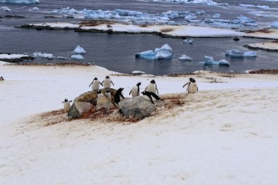 Antarctica 0189 Useful Islands.jpg