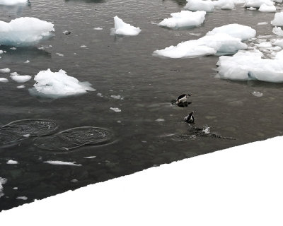 Antarctica 0228 Port Lockroy.jpg