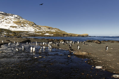 South Georgia 0075 Cooper Bay.jpg