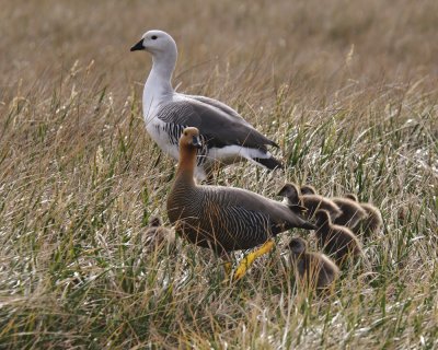Falklands 0001 Carcass Island.jpg
