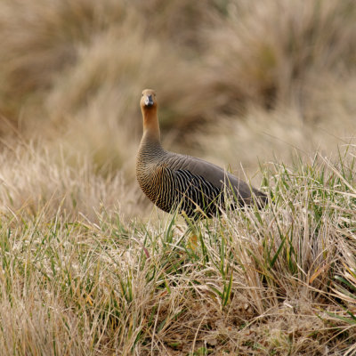 Falklands 0002 Carcass Island.jpg