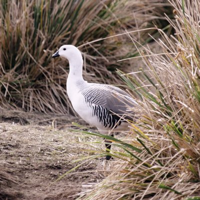 Falklands 0003 Carcass Island.jpg